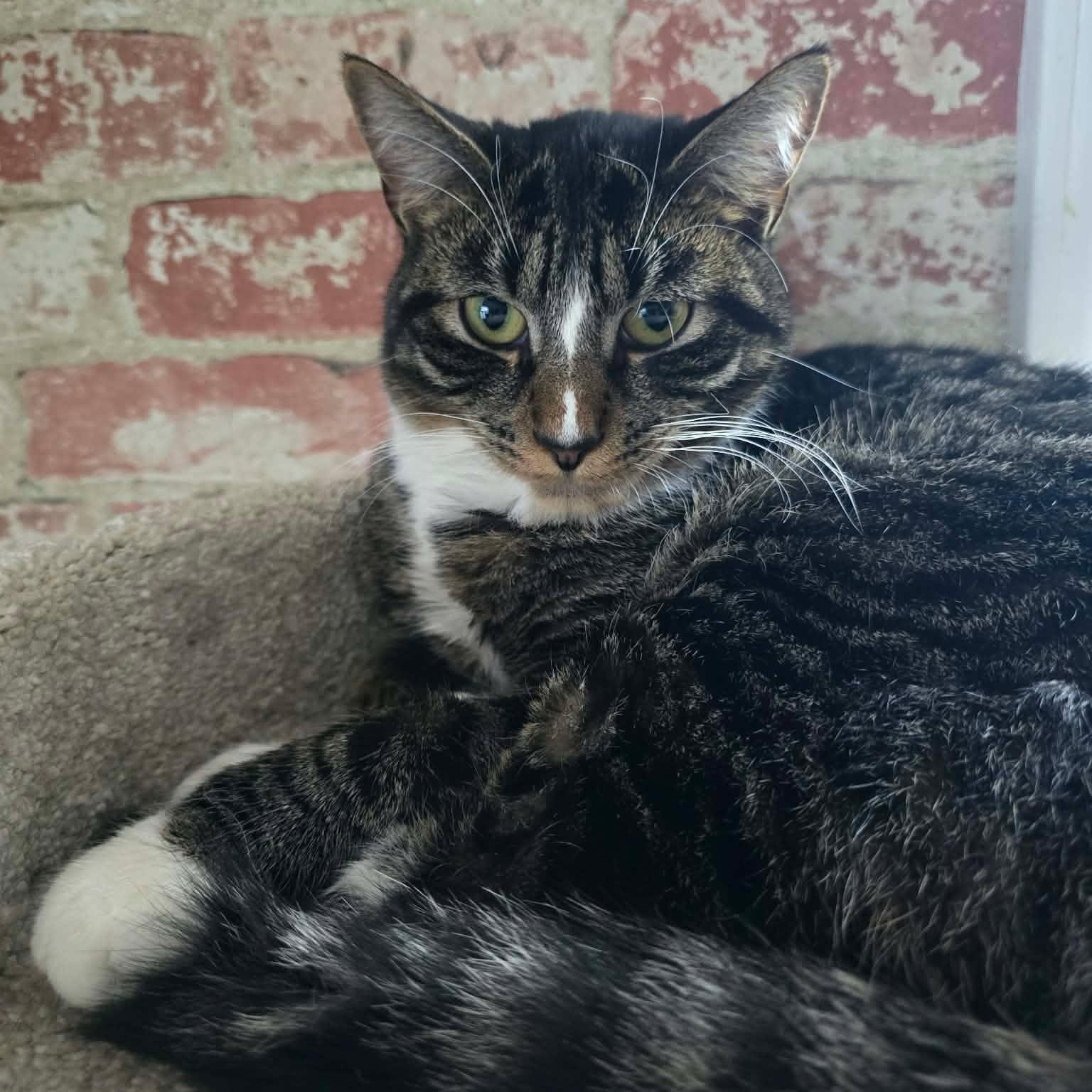 Enlarge Steven, a ADOPTABLE Tabby in Huntington, NY image 2/3