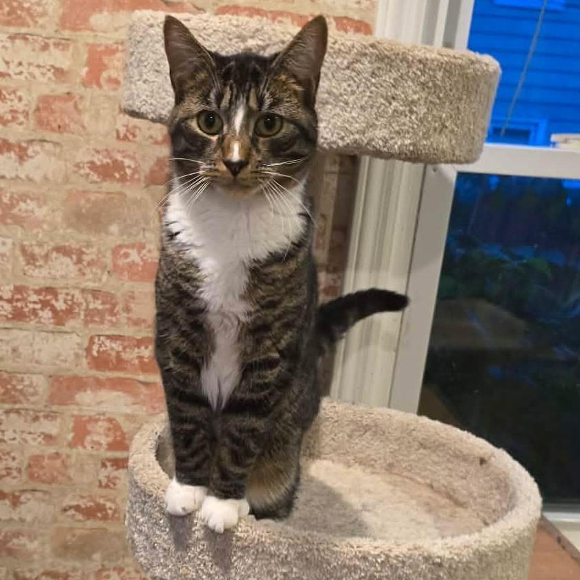 Steven, ADOPTABLE, Young Male Tabby.