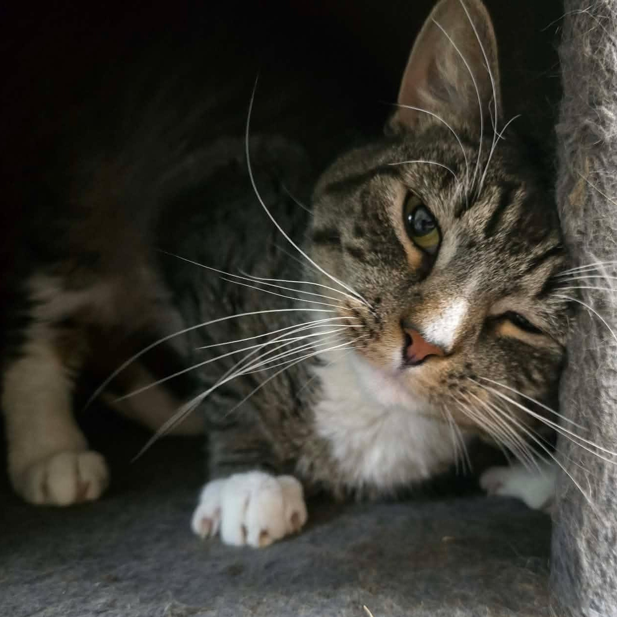 Enlarge Steven, a ADOPTABLE Tabby in Huntington, NY image 3/3