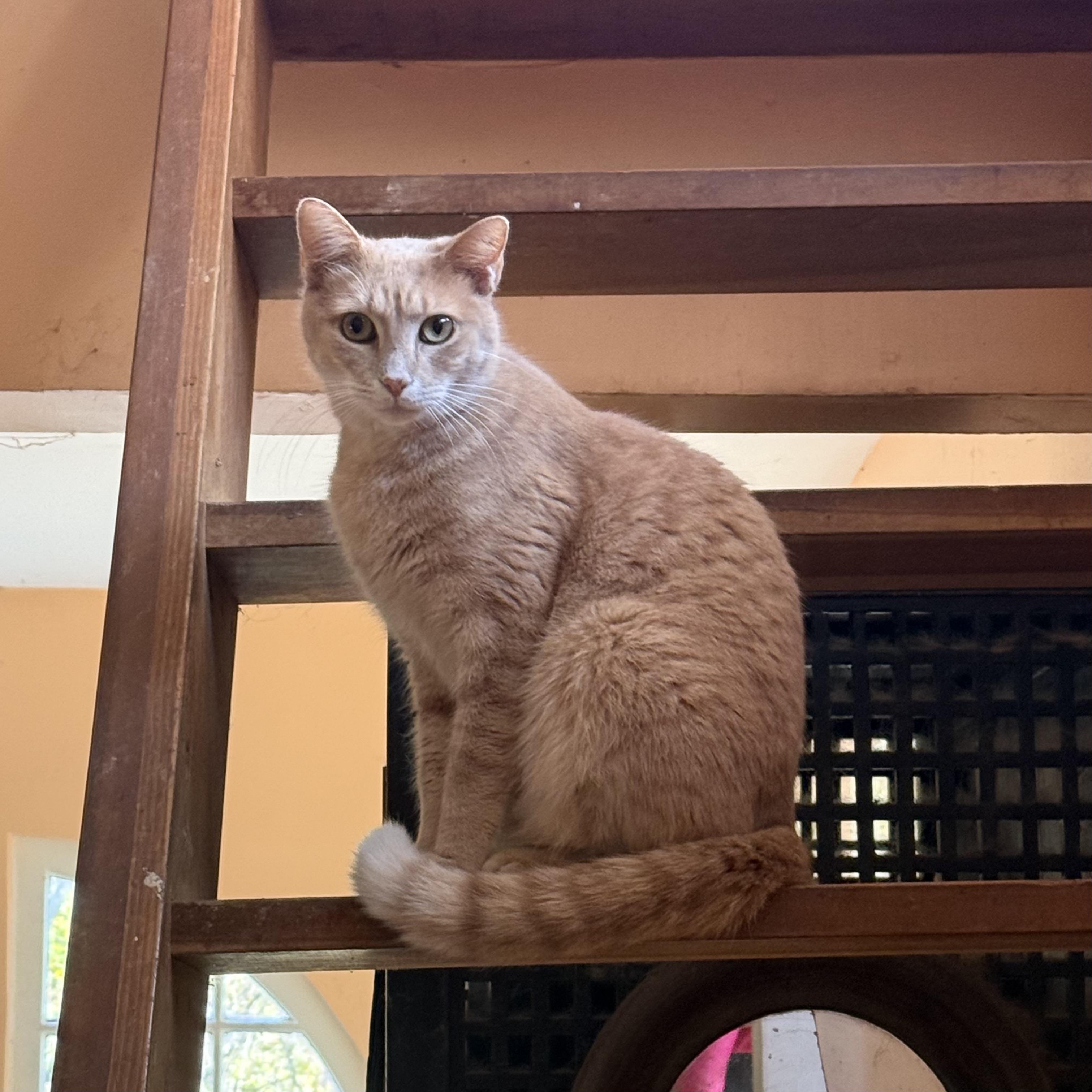 Enlarge Mister Peaches, a ADOPTABLE Domestic Short Hair in Bentonville, AR image 1/1