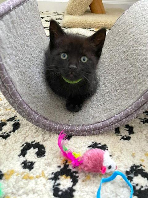 Sparky, Adoptable, Kitten Male Domestic Short Hair.