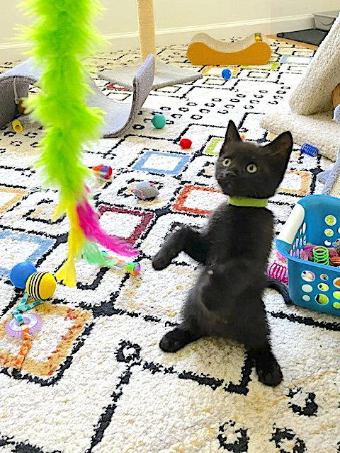 Enlarge Sparky, a Adoptable Domestic Short Hair in Fremont, CA image 2/3