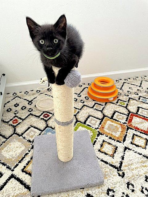 Enlarge Sparky, a Adoptable Domestic Short Hair in Fremont, CA image 3/3