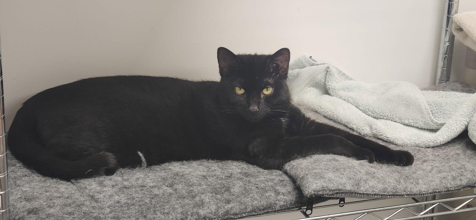 Blowfish — thumbnail 2