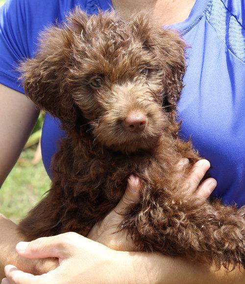 Jagger 43449, Adopted, Puppy Male Poodle & Labrador Retriever.