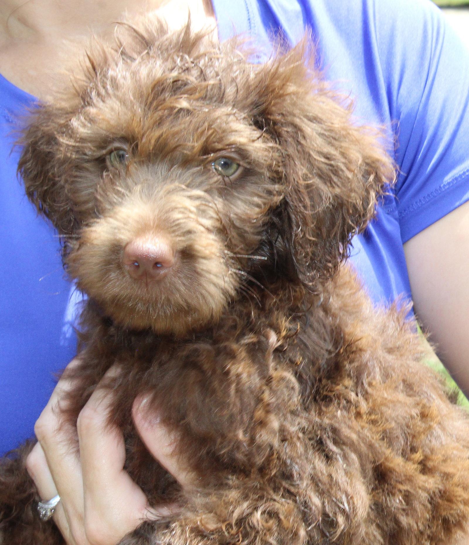 Enlarge Jagger 43449, a Adopted mixed breed in Prattville, AL image 2/3