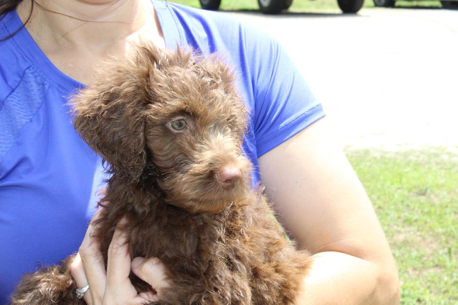 Enlarge Jagger 43449, a Adopted mixed breed in Prattville, AL image 3/3