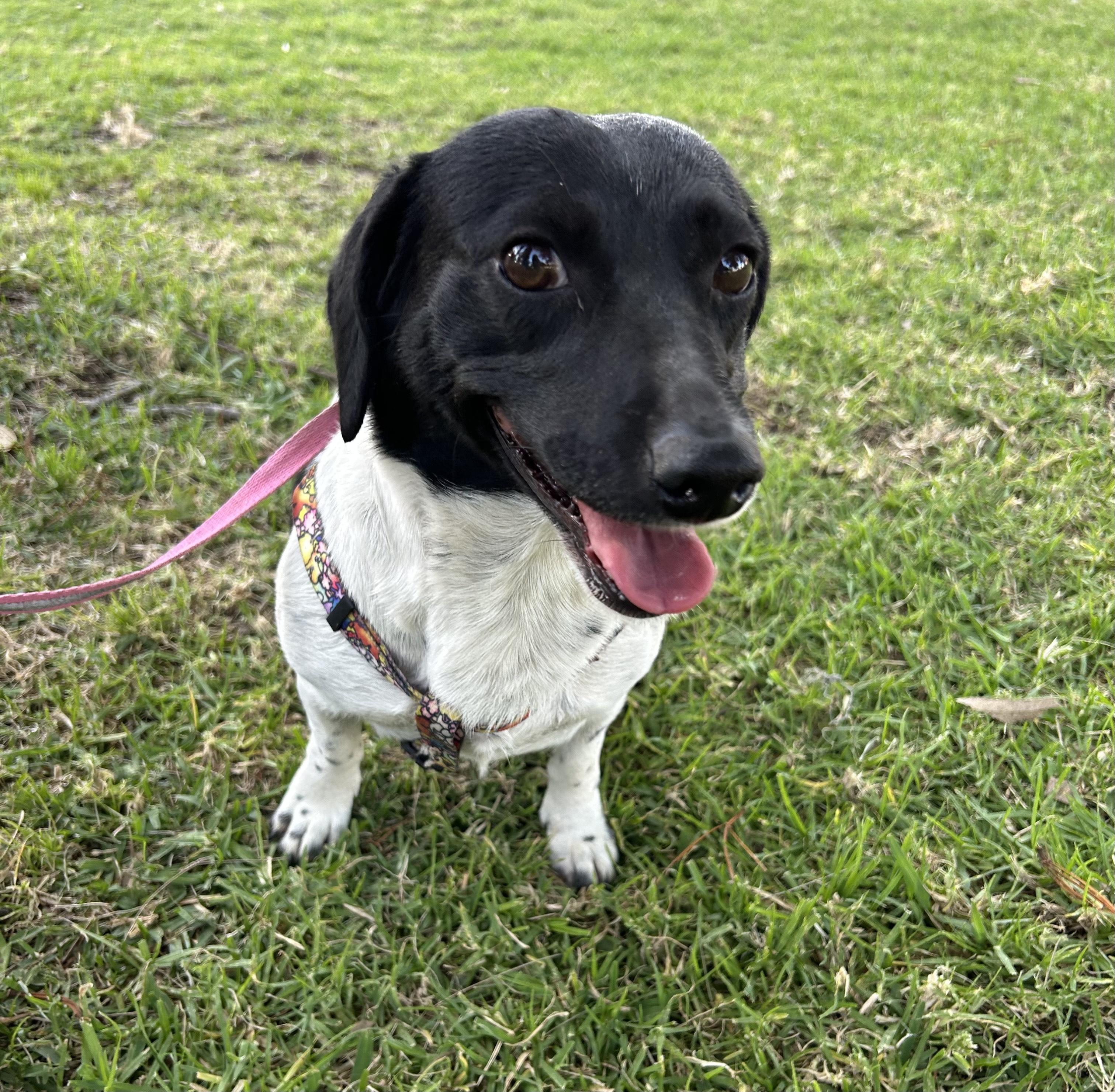 ANITA, adopted, Young Female Jack Russell Terrier.
