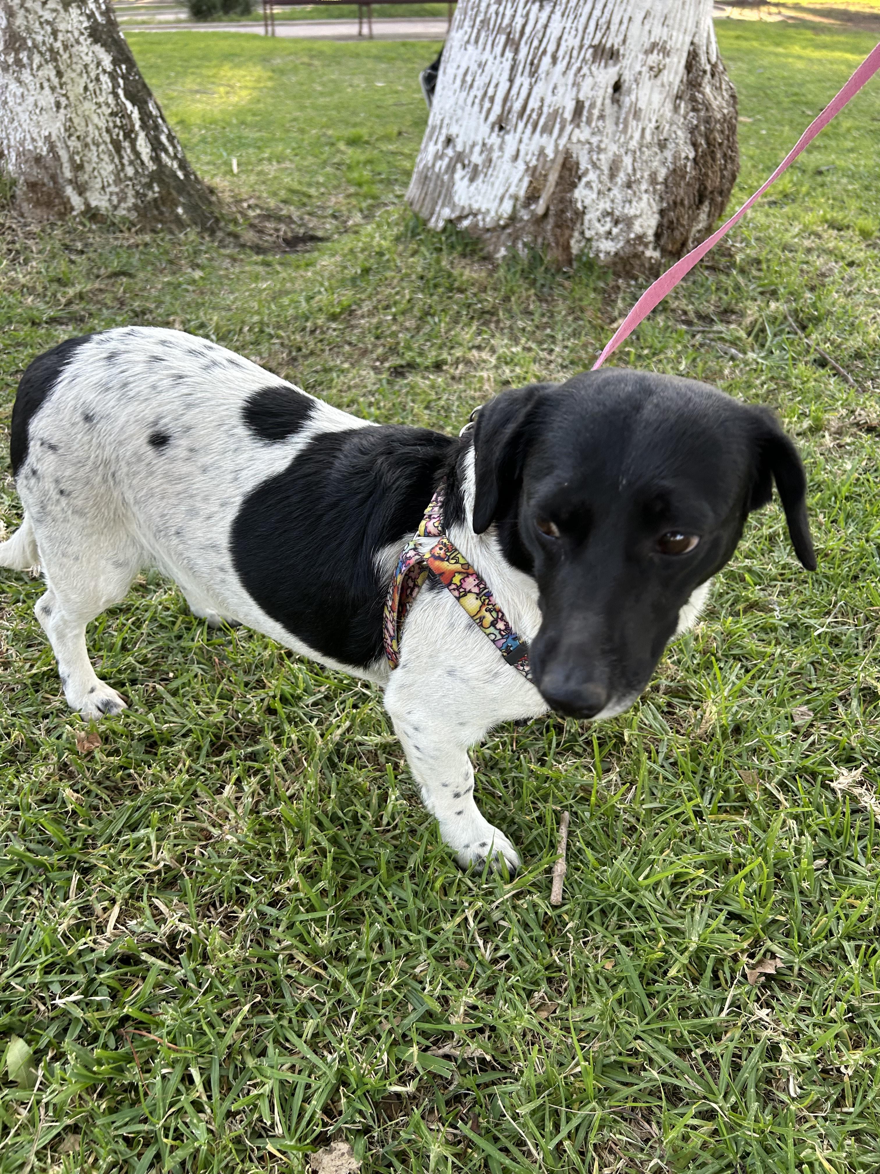 Enlarge ANITA, an adopted mixed breed in Bell Gardens, CA image 3/6