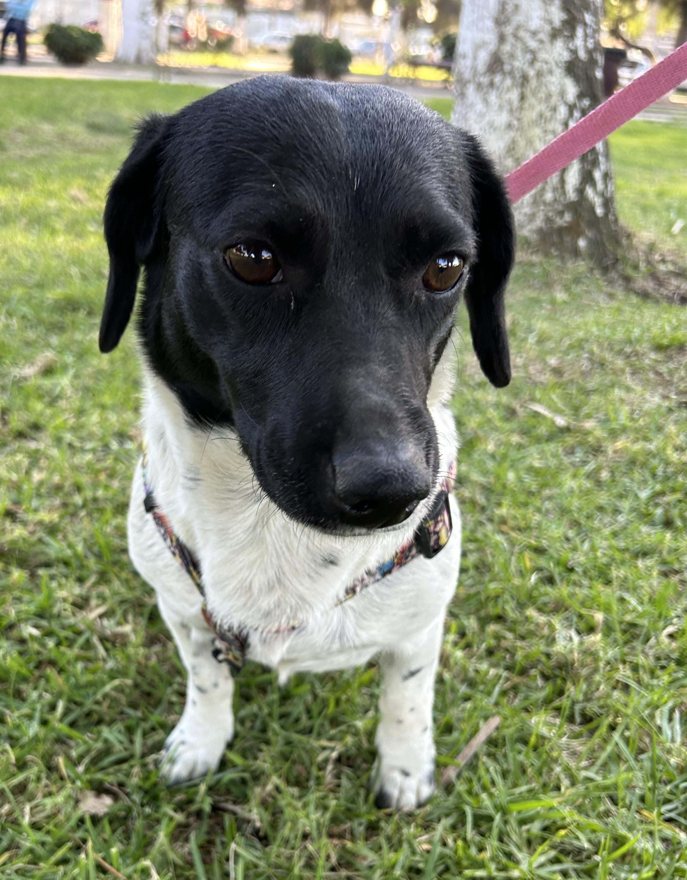 Enlarge ANITA, an adopted mixed breed in Bell Gardens, CA image 5/6