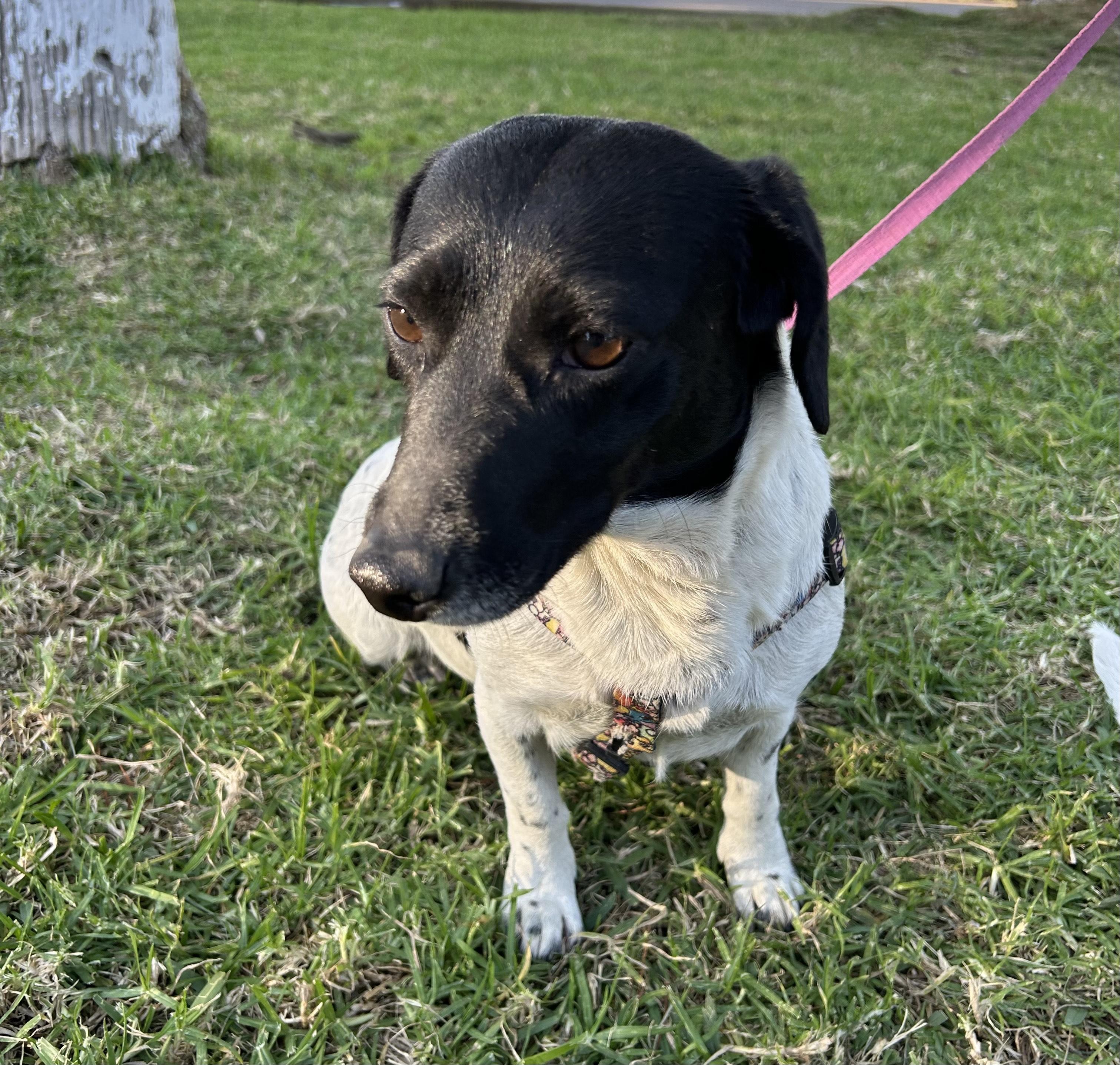 Enlarge ANITA, an adopted mixed breed in Bell Gardens, CA image 2/6