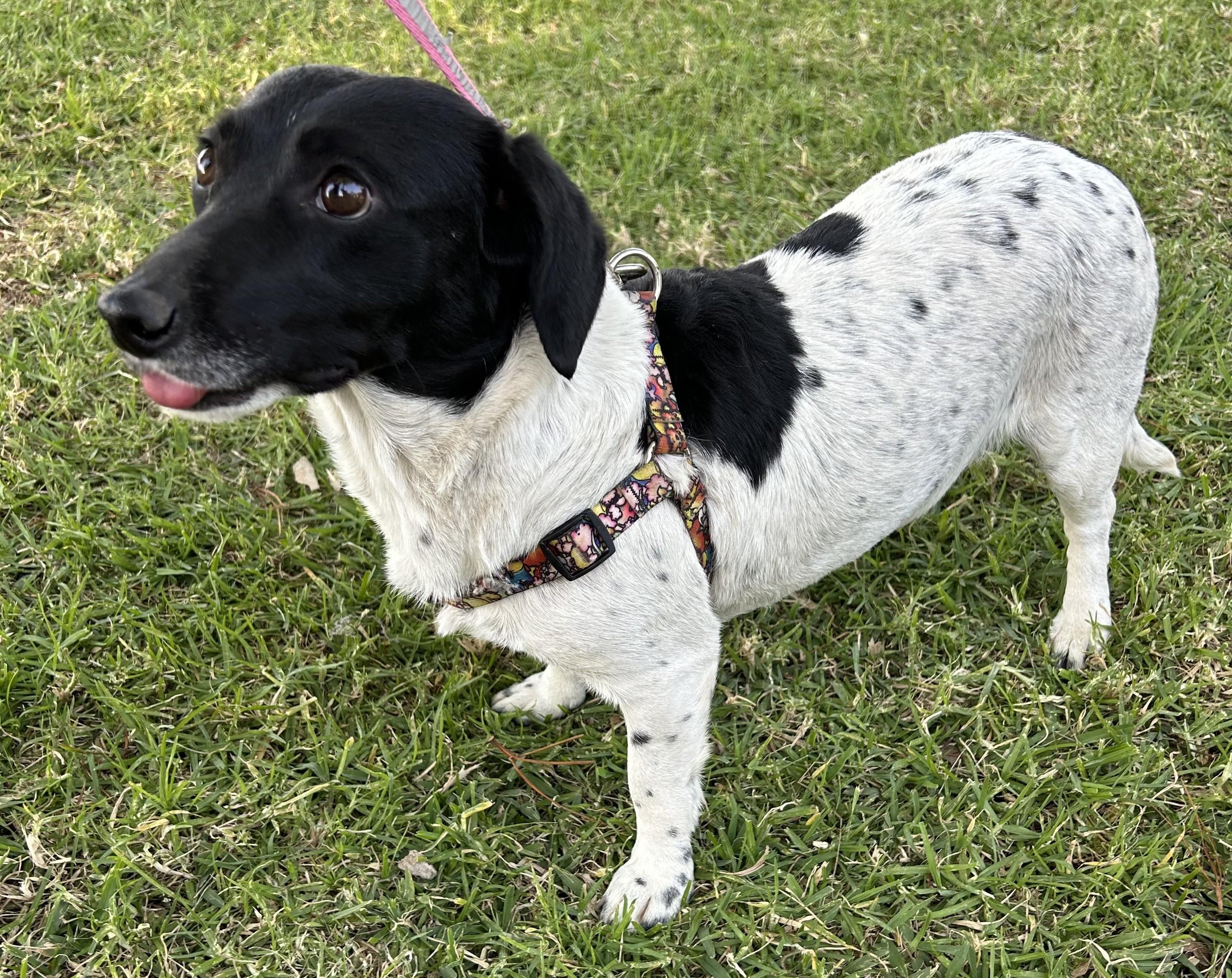 Enlarge ANITA, an adopted mixed breed in Bell Gardens, CA image 4/6
