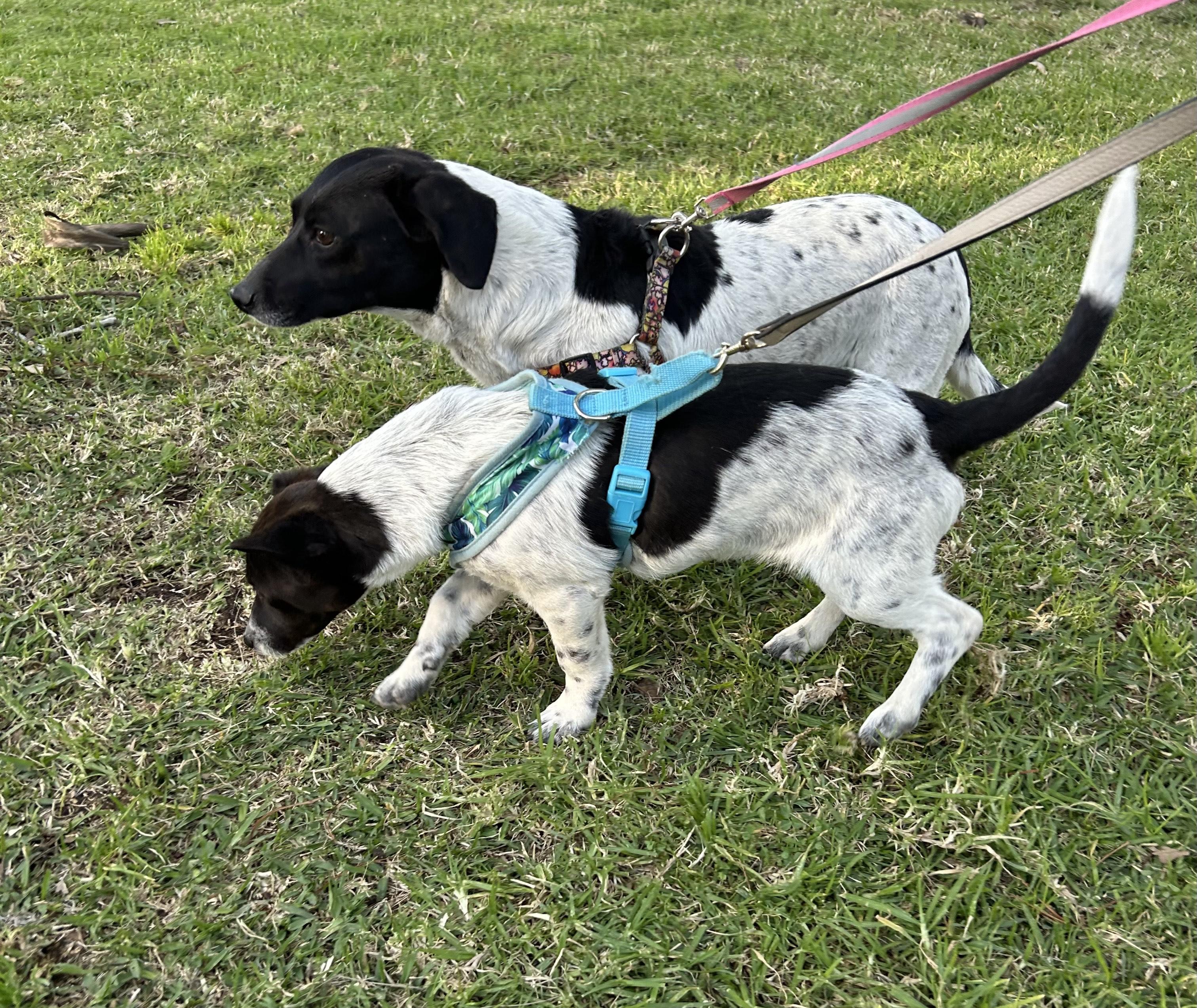 Enlarge ANITA, an adopted mixed breed in Bell Gardens, CA image 6/6