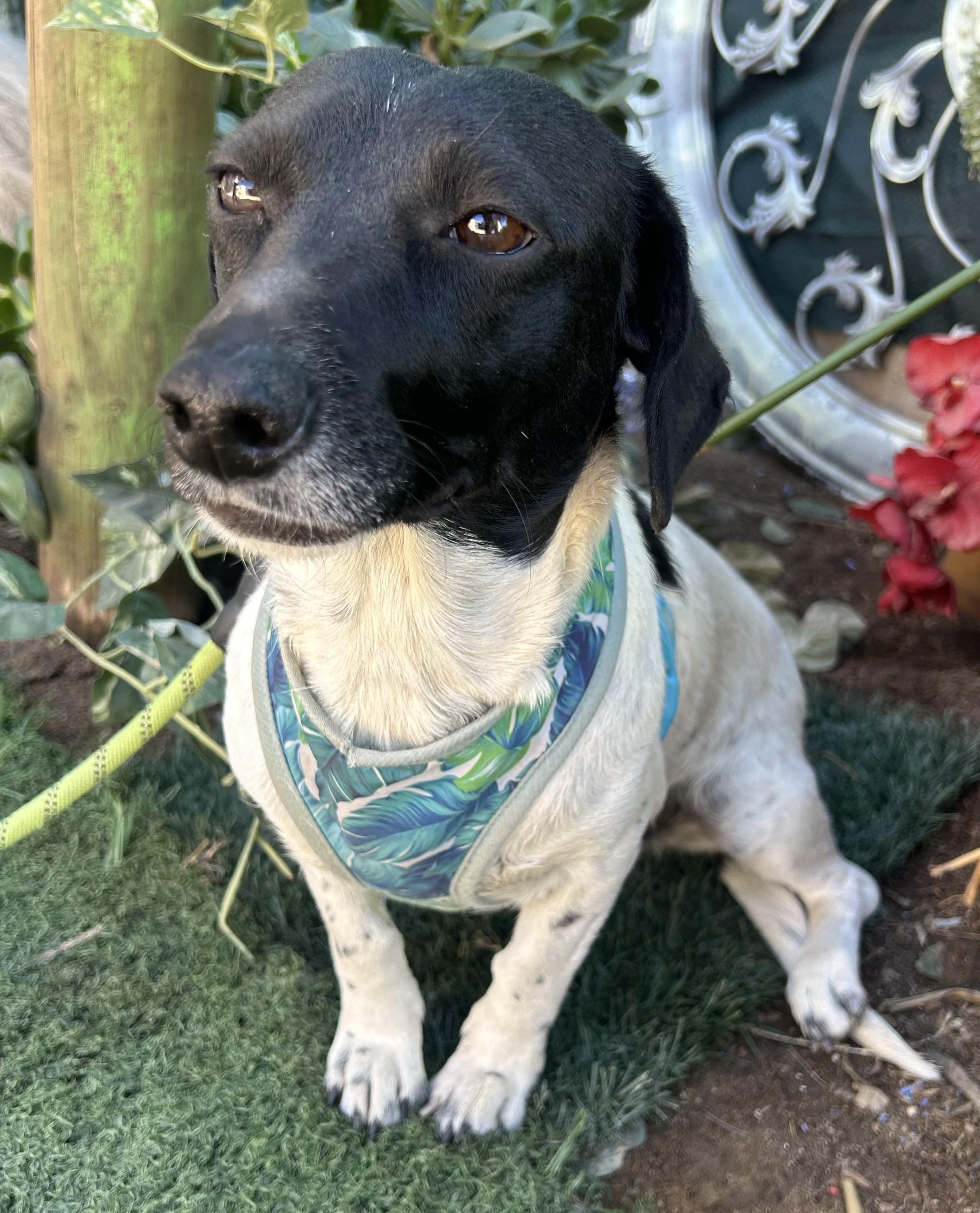 KATTY, ADOPTABLE, Young Female Jack Russell Terrier.