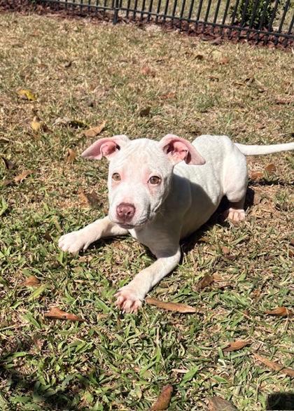 Manilli, a Adoptable Mixed Breed in Covington, LA image 1/3