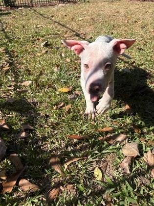 Manilli, a Adoptable Mixed Breed in Covington, LA image 2/3