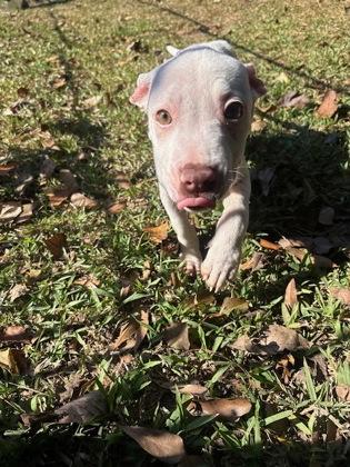 Manilli, a Adoptable Mixed Breed in Covington, LA image 3/3