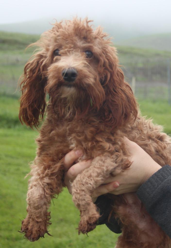 Cayman, Adoptable, Adult Male Poodle & Mixed Breed.