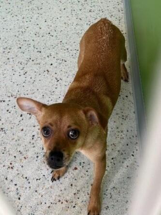 Ringo, Adoptable, Adult Male Chihuahua.