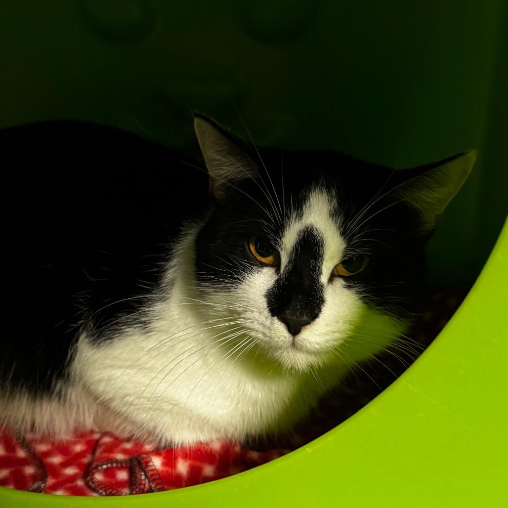 Marx, Adoptable, Adult Male Domestic Short Hair.