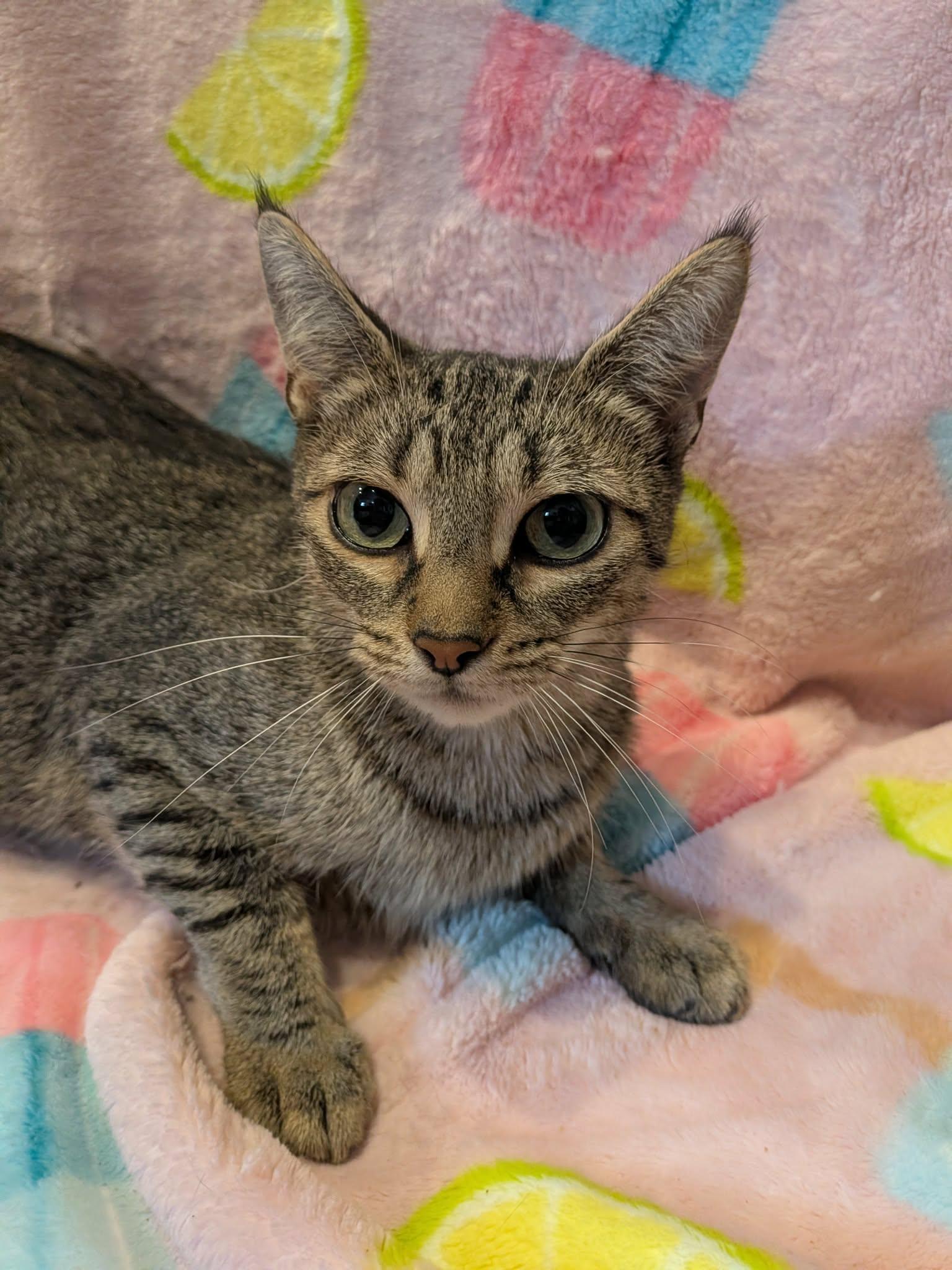 Enlarge BEVERLY, a Adoptable Domestic Short Hair in Tillsonburg, ON image 1/3
