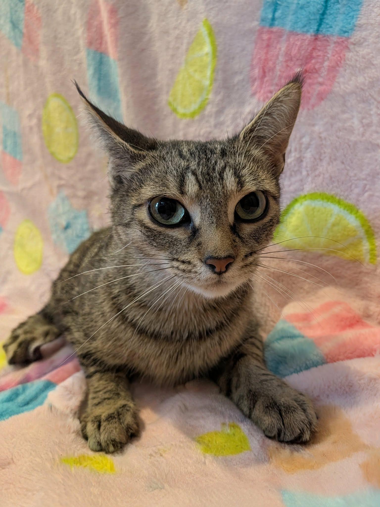 Enlarge BEVERLY, a Adoptable Domestic Short Hair in Tillsonburg, ON image 2/3