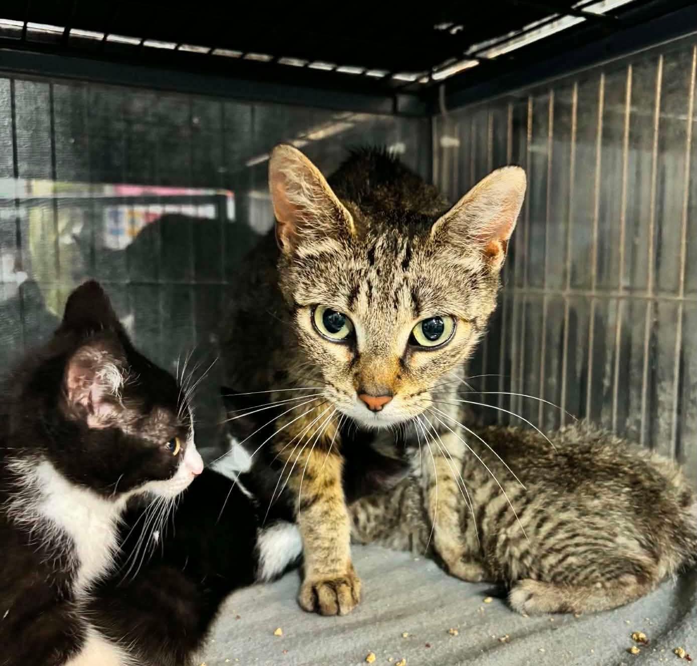 Enlarge BEVERLY, a Adoptable Domestic Short Hair in Tillsonburg, ON image 1/1