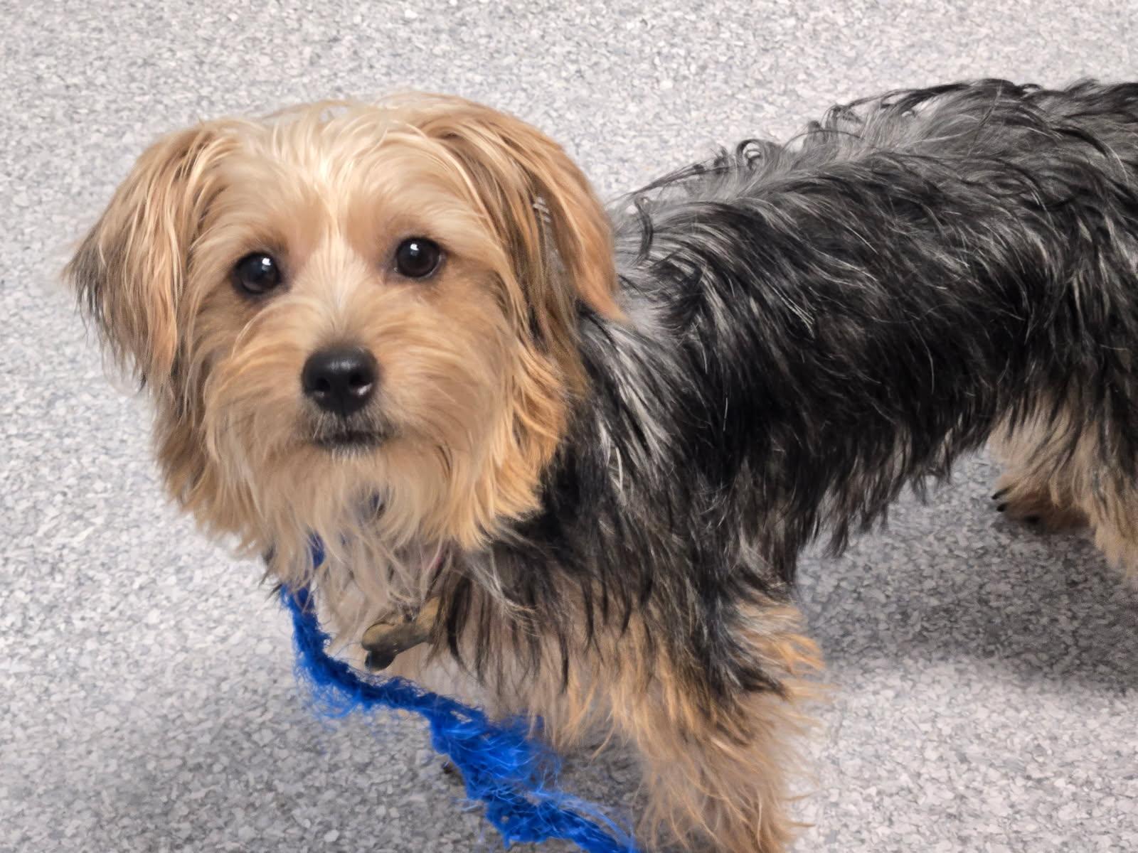 Gwen & Blake, a ADOPTABLE Yorkshire Terrier in Littleton, CO image 2/3