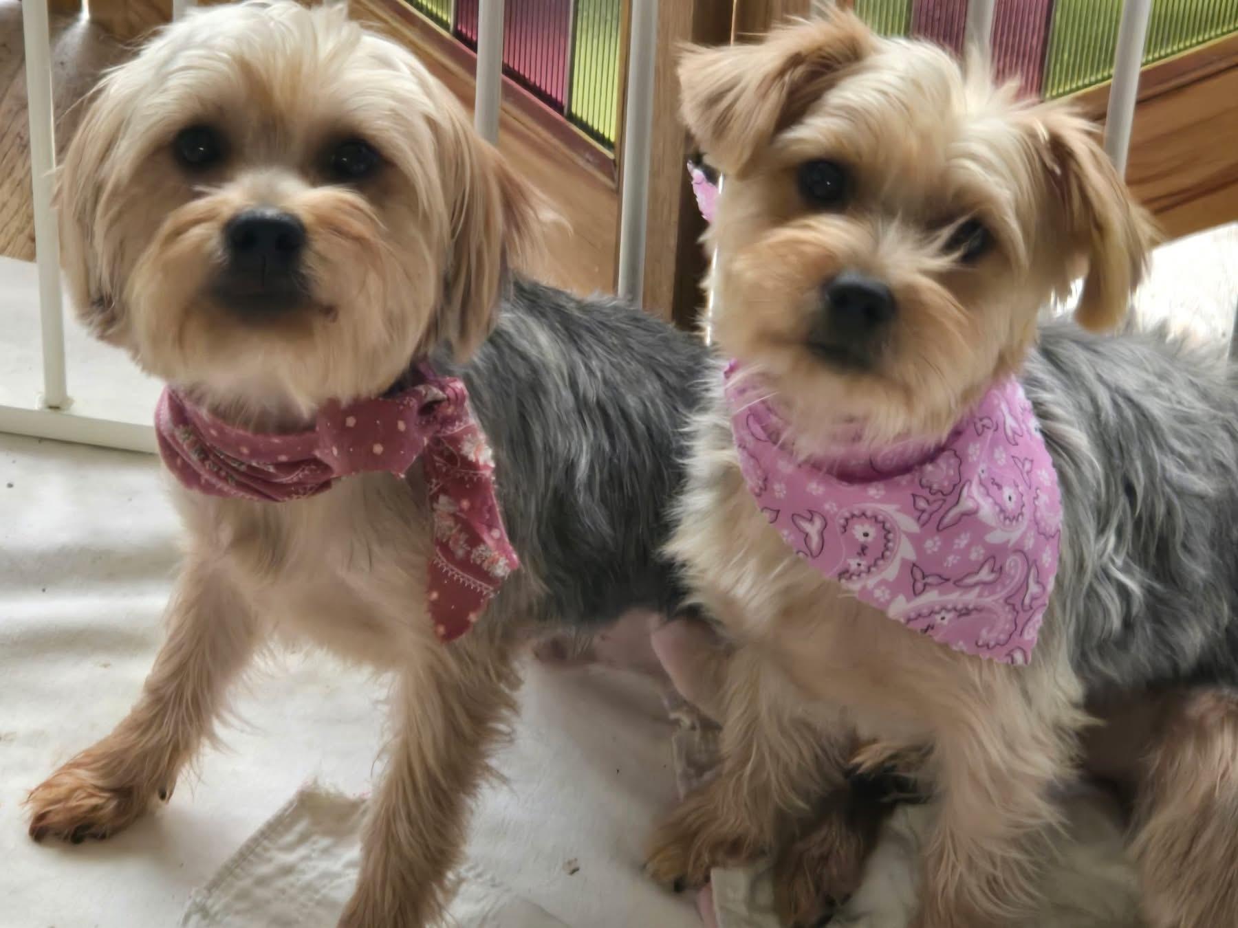 Gwen & Blake, ADOPTABLE, Young Female Yorkshire Terrier.