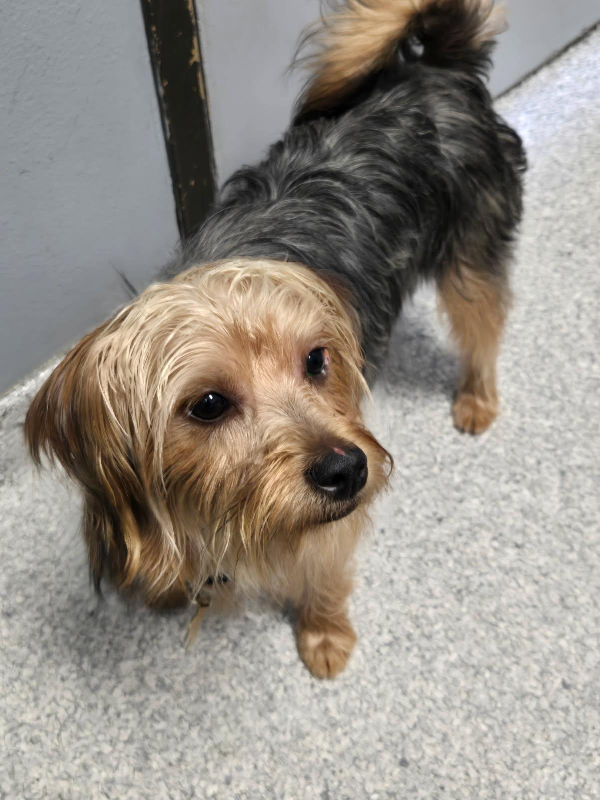 Gwen & Blake, a ADOPTABLE Yorkshire Terrier in Littleton, CO image 3/3