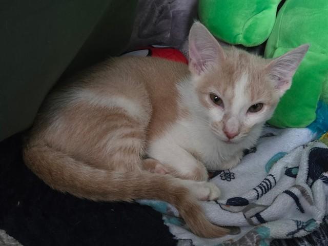 Enlarge BUTTERCUP, a Adoptable Domestic Short Hair in Fort Wayne, IN image 1/1