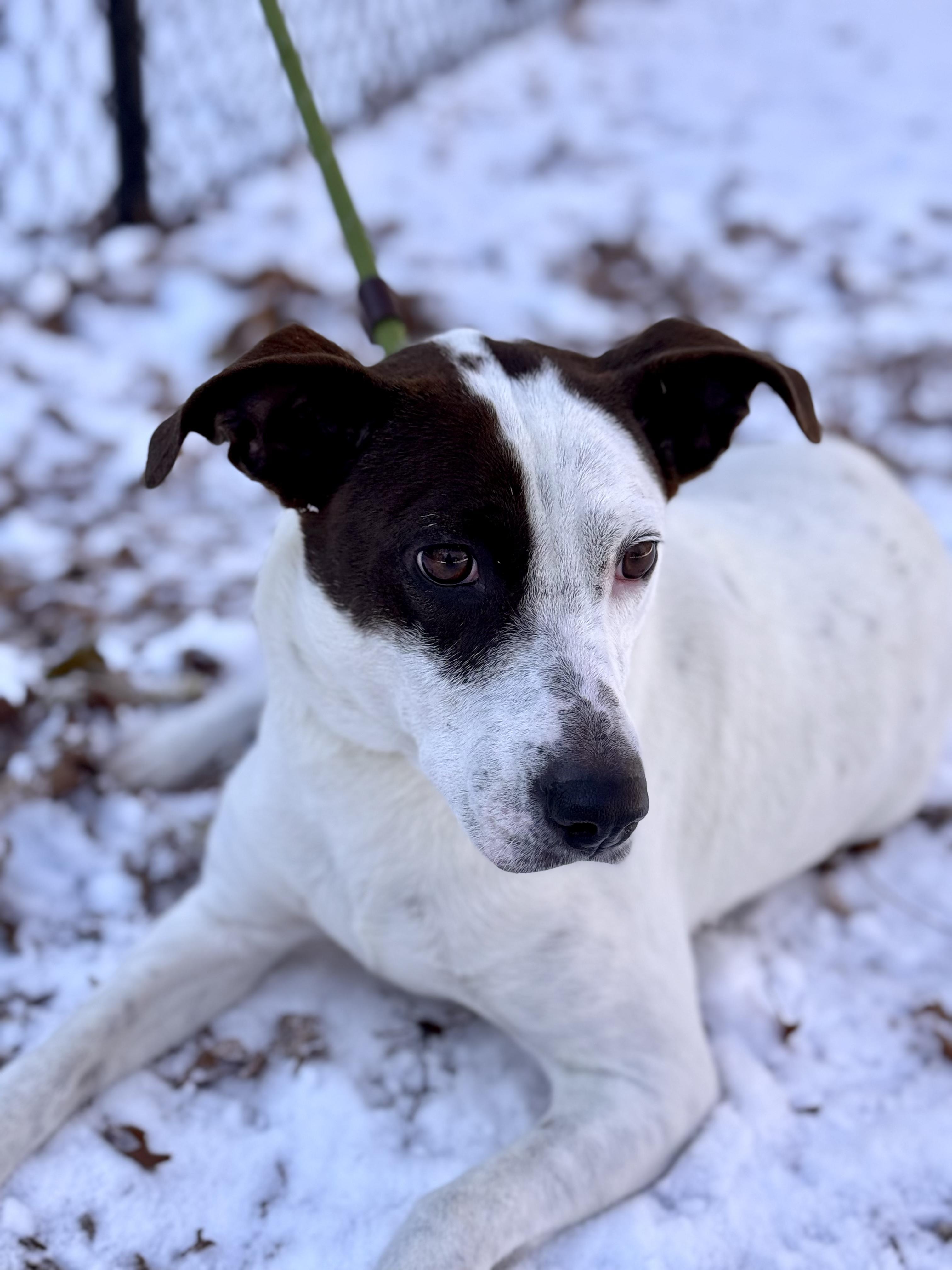 Nala, ADOPTABLE, Young Female Pointer & Retriever.