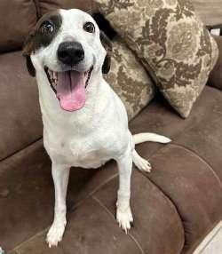 Nala, a ADOPTABLE mixed breed in Sudbury, MA image 2/2