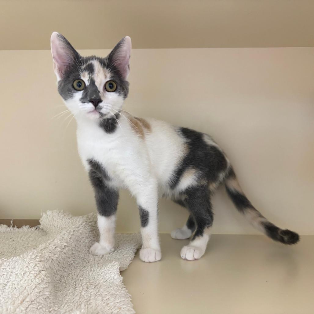 Tulip, Adoptable, Kitten Female Domestic Short Hair & Domestic Short Hair.