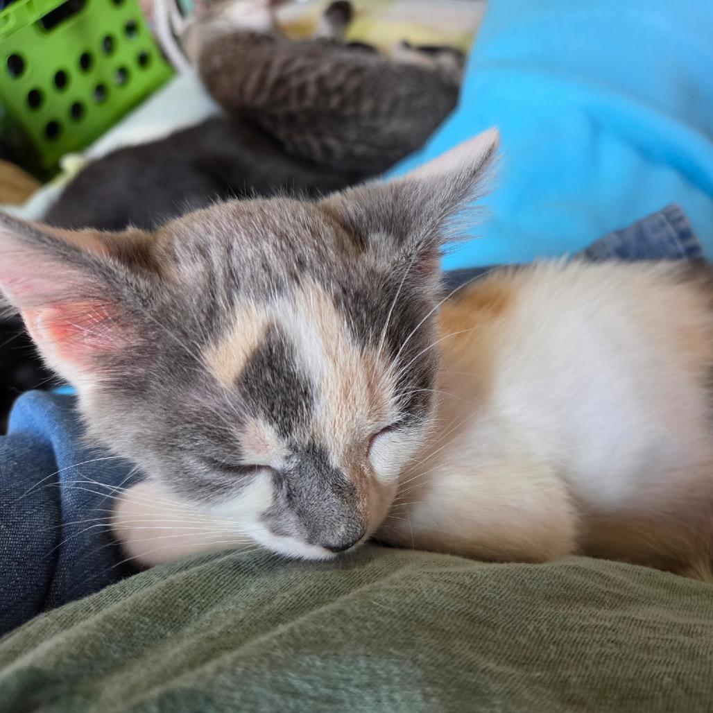 Enlarge Tulip, a Adoptable mixed breed in La Grange, KY image 2/4