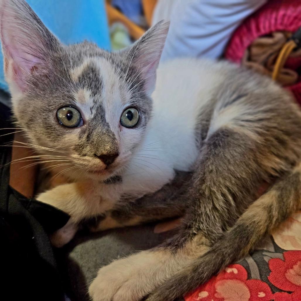 Enlarge Tulip, a Adoptable mixed breed in La Grange, KY image 4/4