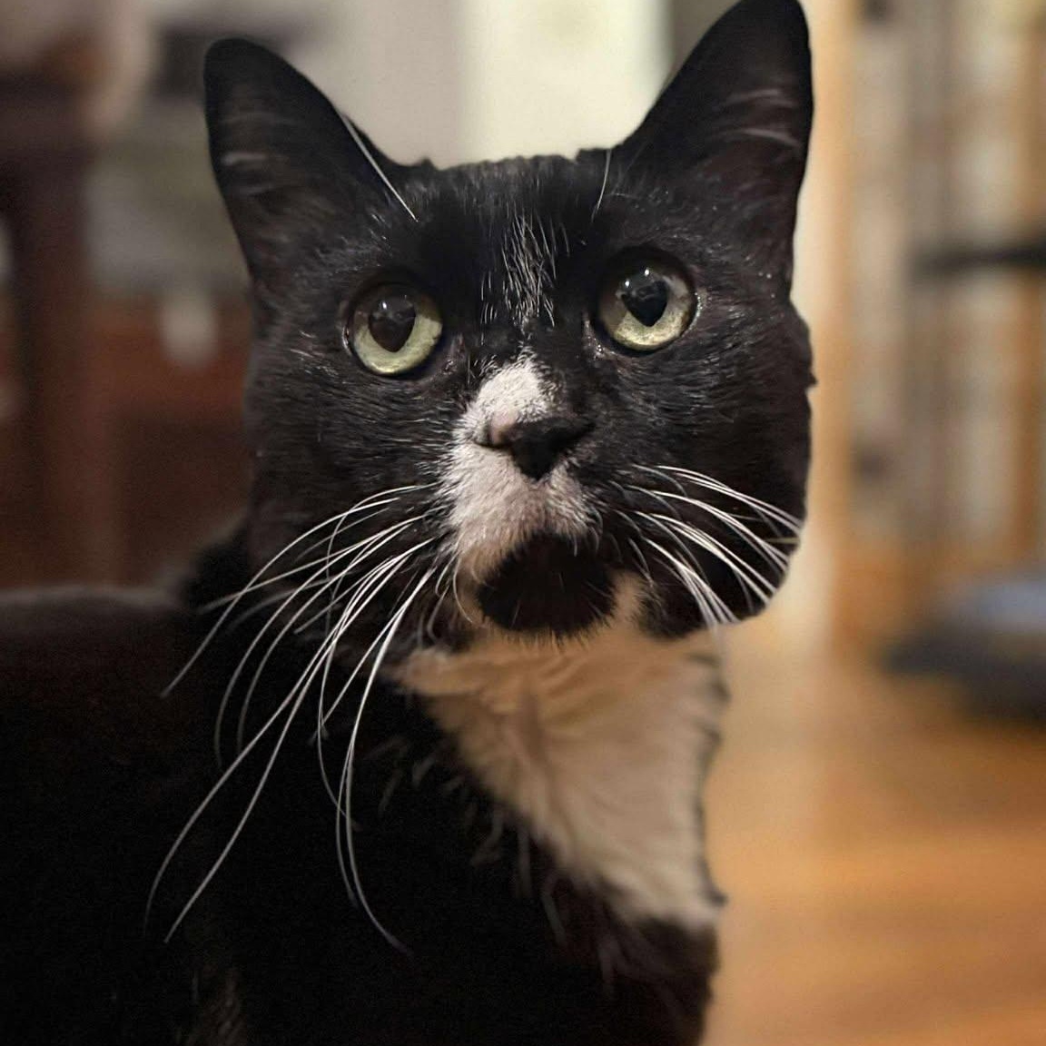 Enlarge Mark , a ADOPTABLE Tuxedo in Huntington, NY image 1/2