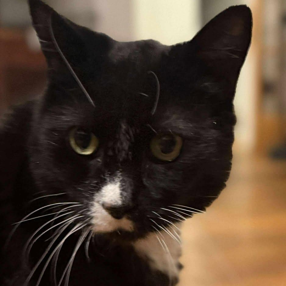 Enlarge Mark , a ADOPTABLE Tuxedo in Huntington, NY image 2/2