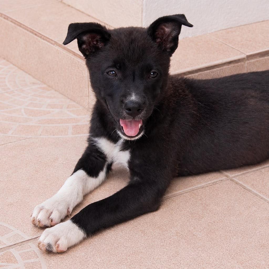 Pelusa, Adoptable, Puppy Female Labrador Retriever & Mixed Breed.