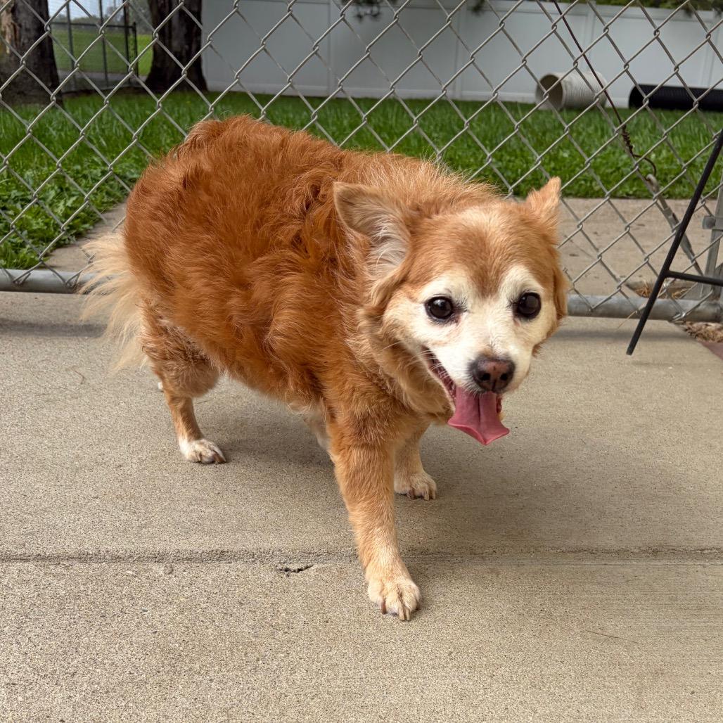 Enlarge Tater, a Adoptable mixed breed in Toledo, OH image 3/3