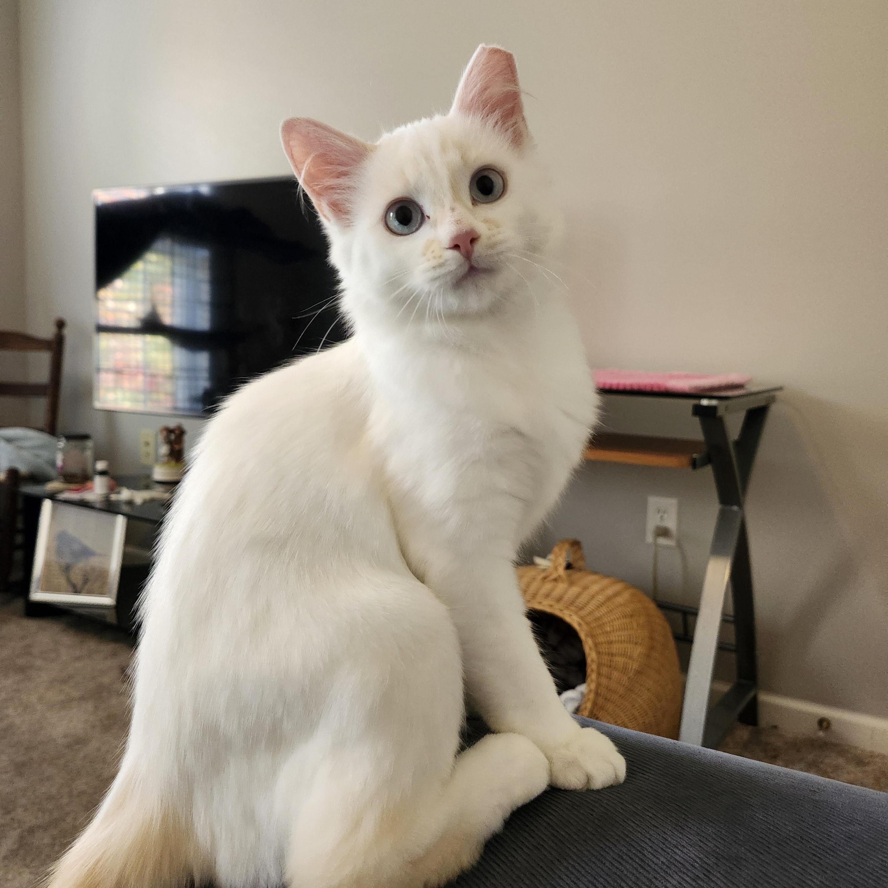 CHESSIE, Adoptable, Young Female Domestic Medium Hair.