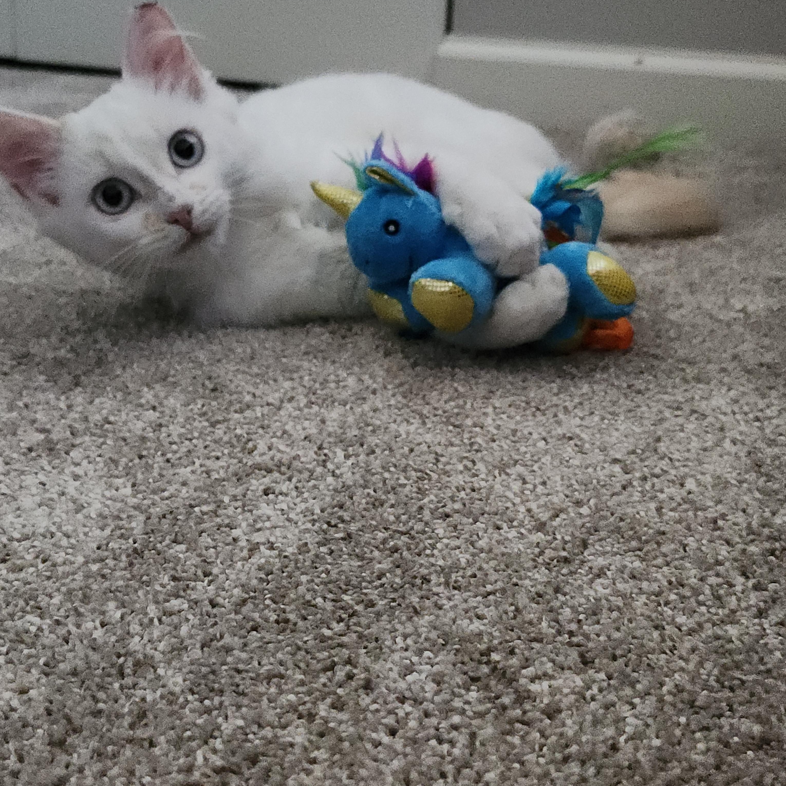 CHESSIE, Adoptable, Young Female Domestic Medium Hair.