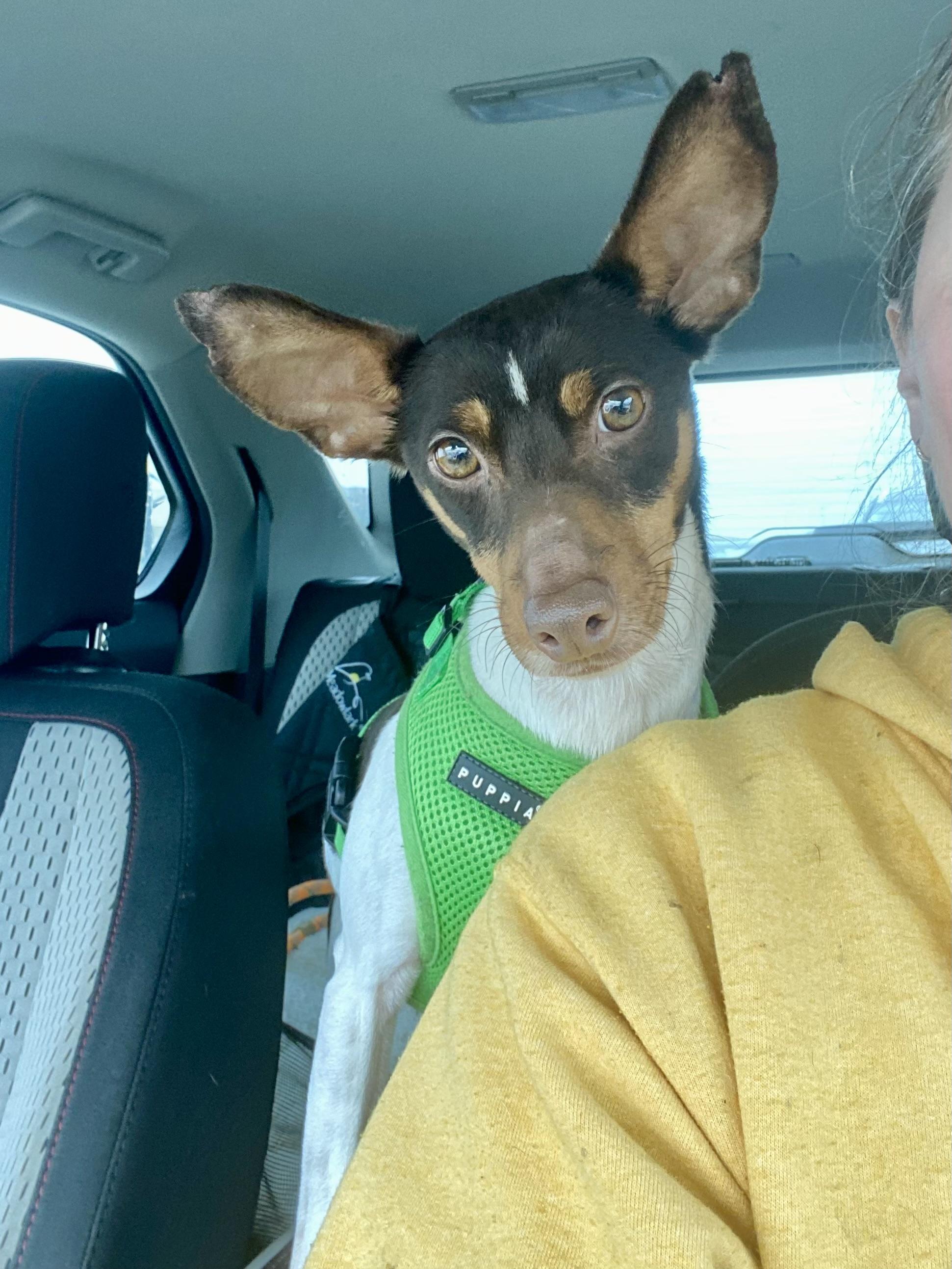 Bixby, Adoptable, Adult Male Rat Terrier & Miniature Pinscher.