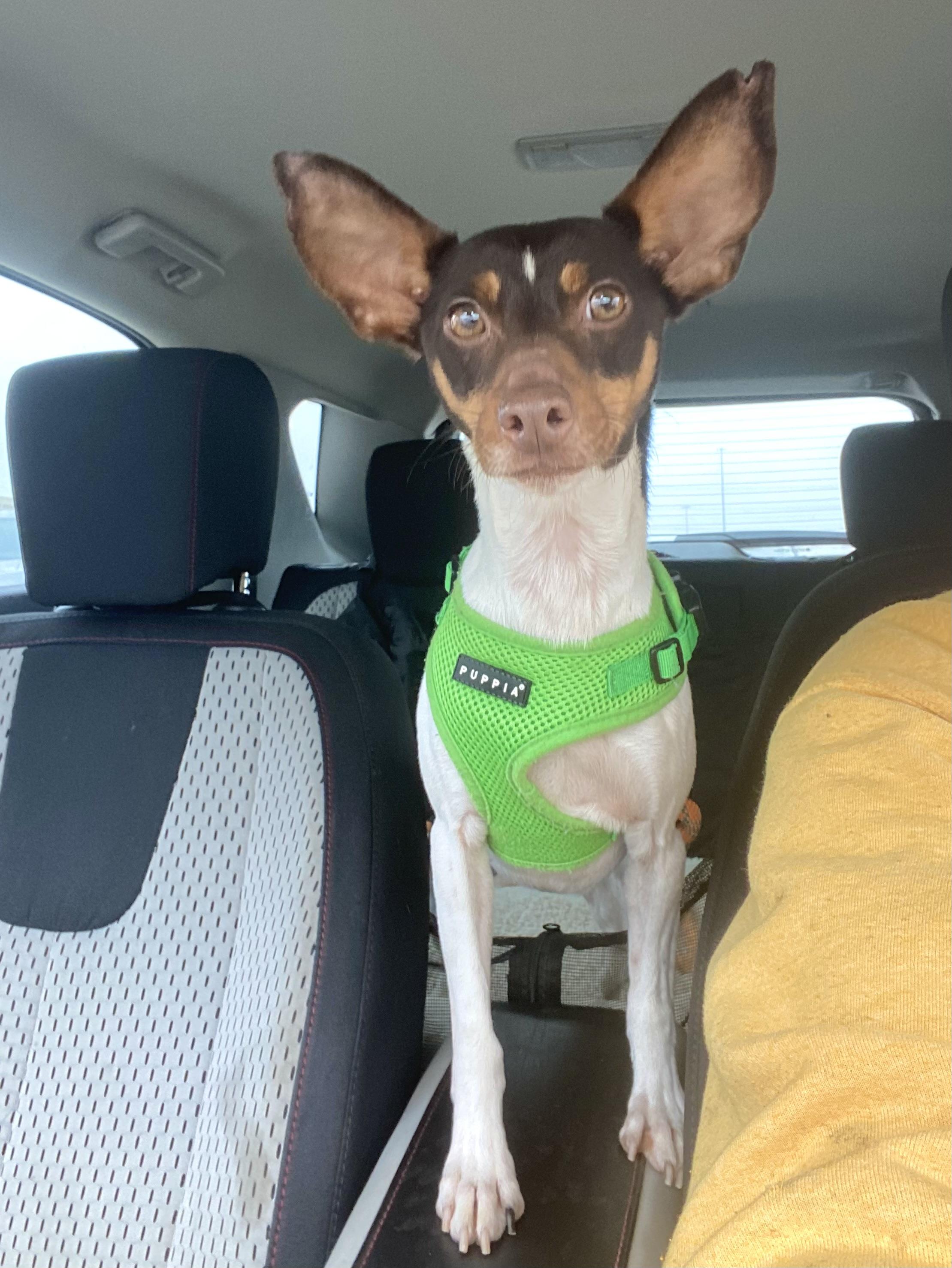 Bixby, a Adoptable mixed breed in Houston, TX image 2/6