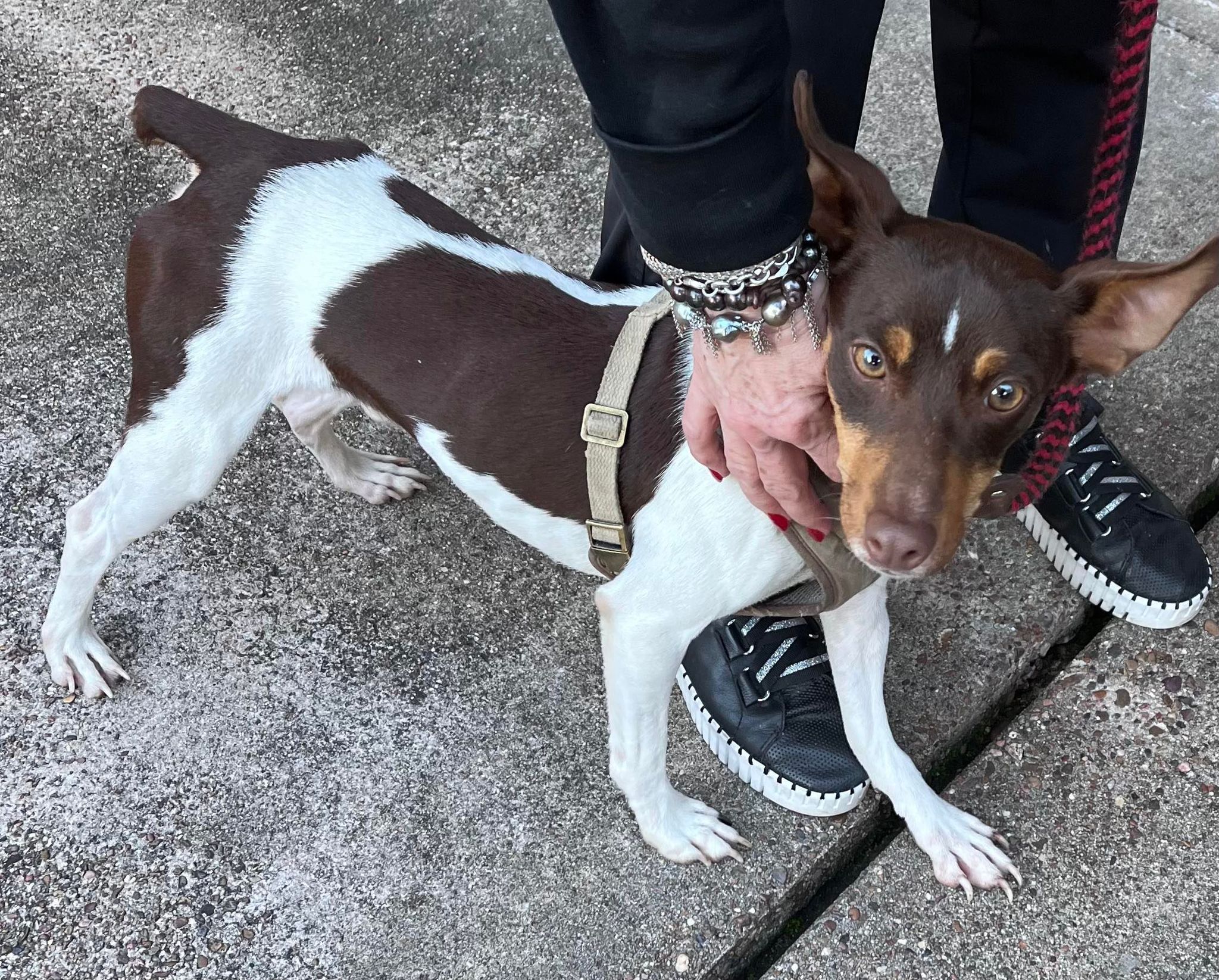 Bixby, a Adoptable mixed breed in Houston, TX image 6/6