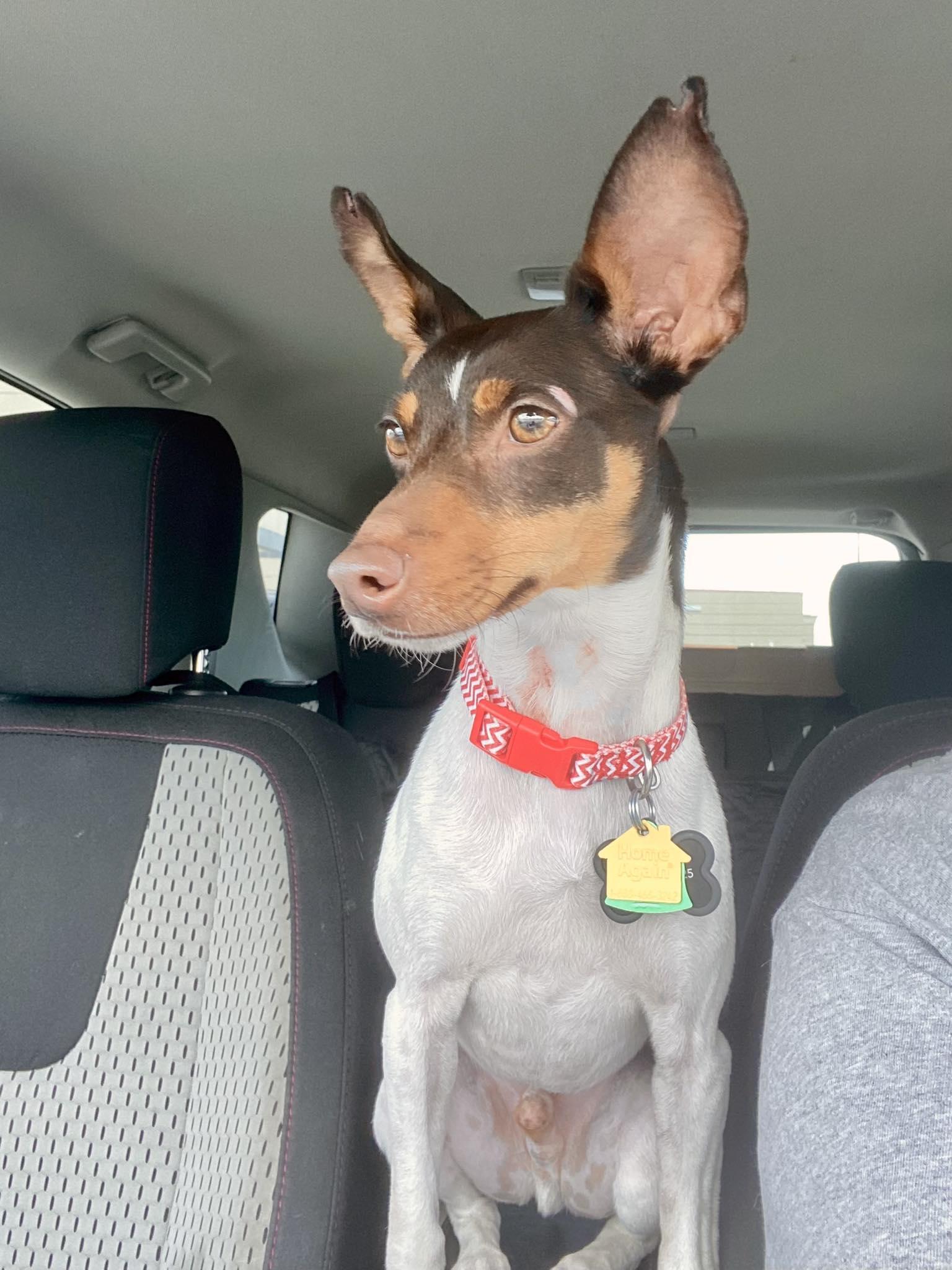 Bixby, Adoptable, Adult Male Rat Terrier & Miniature Pinscher.