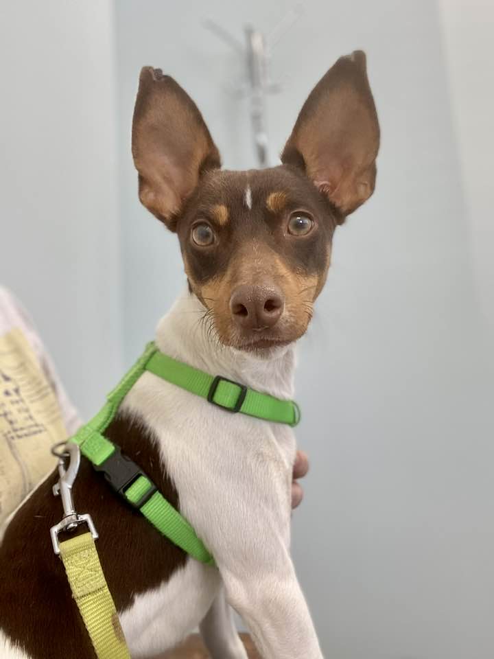 Bixby, a Adoptable mixed breed in Houston, TX image 3/6