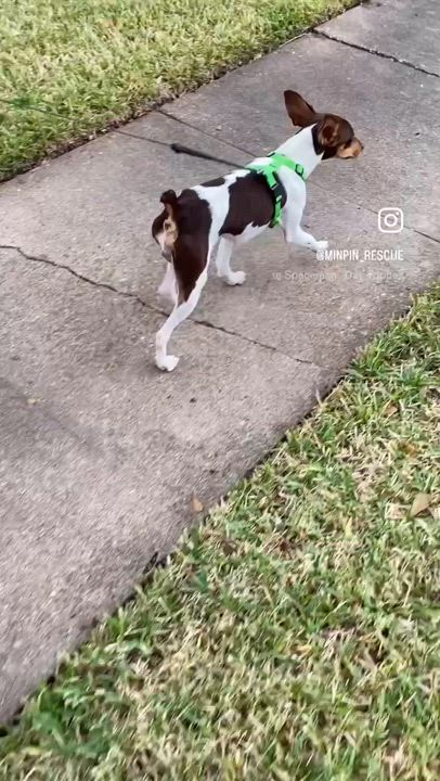 Enlarge Bixby, a Adoptable mixed breed in Houston, TX video 5/6