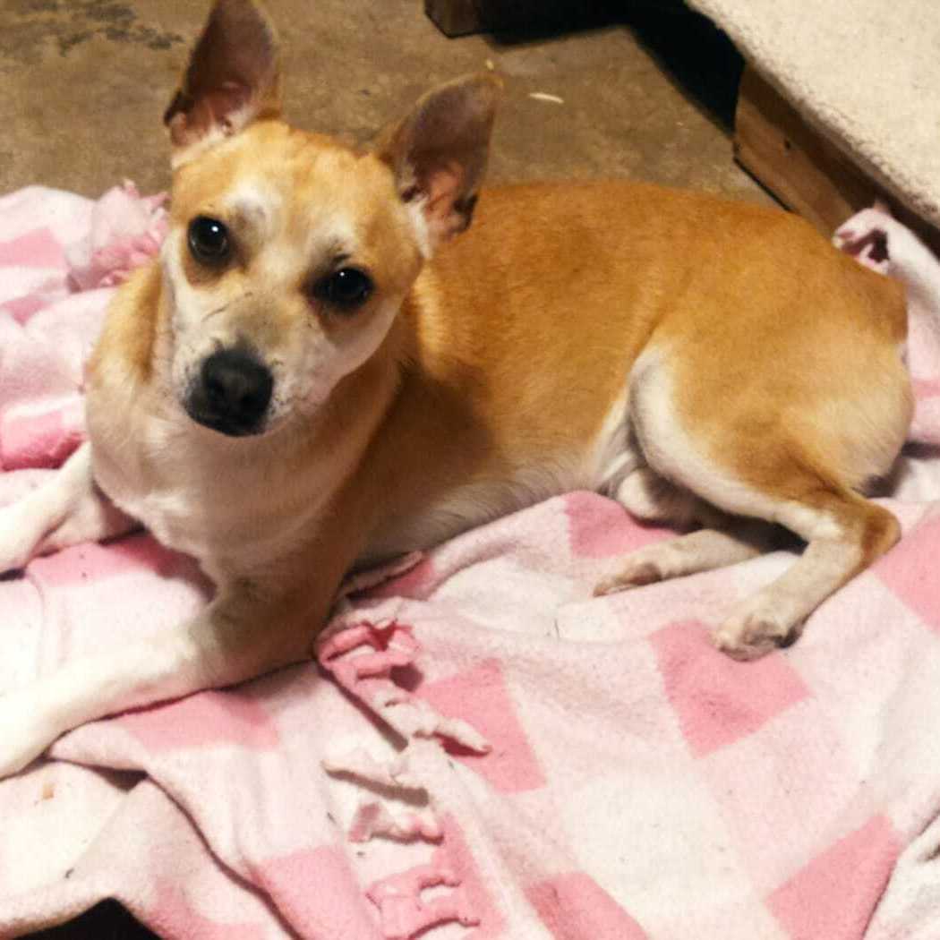 Enlarge Pochi, a Adoptable mixed breed in Nogales, SON image 4/6