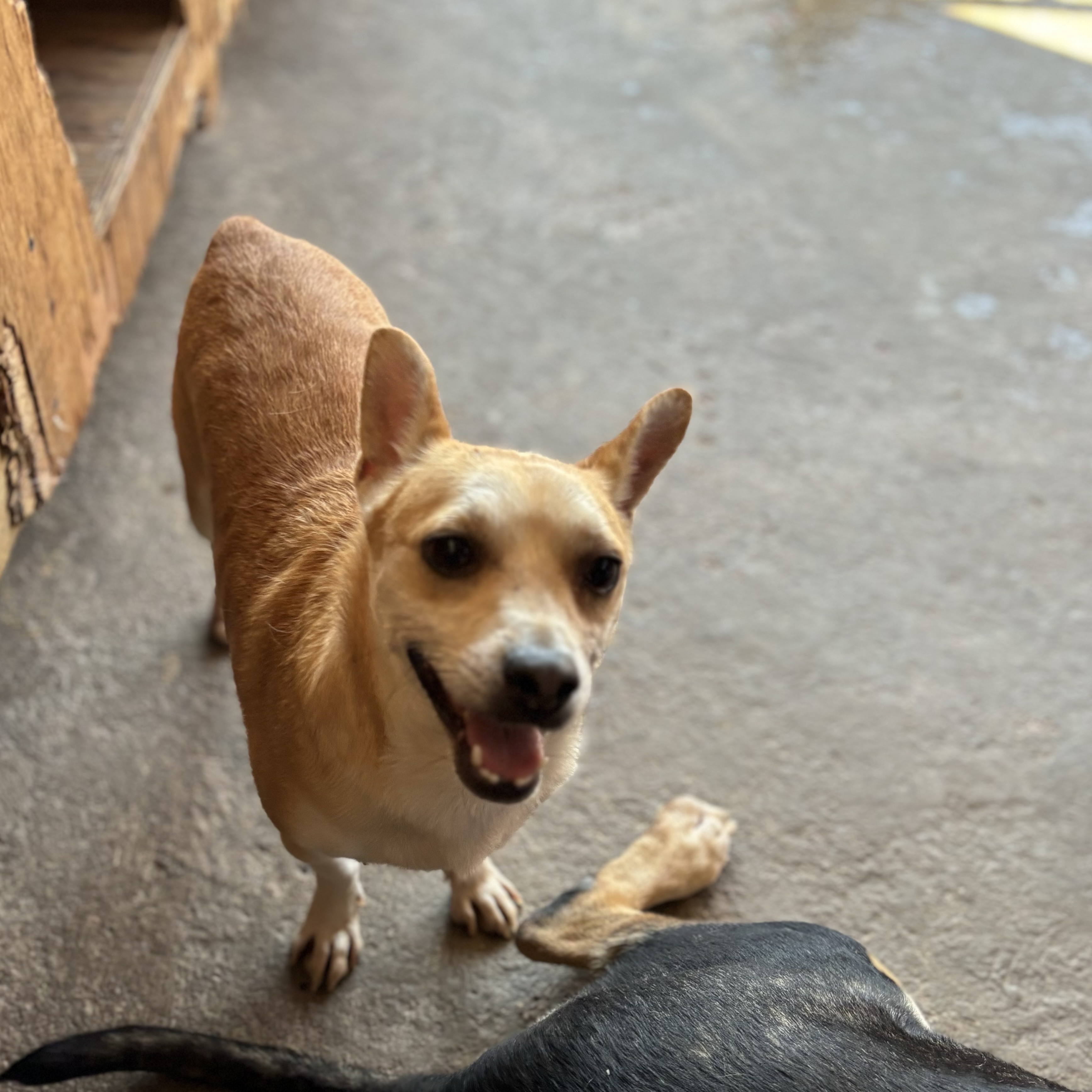 Enlarge Pochi, a Adoptable mixed breed in Nogales, SON image 1/6